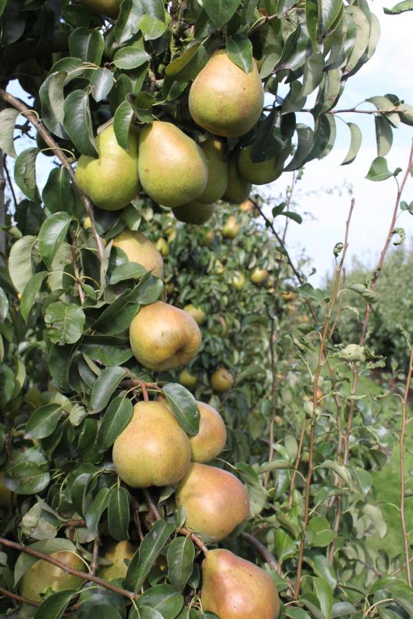 Hengstdijk Chalet Elstar מראה חיצוני תמונה